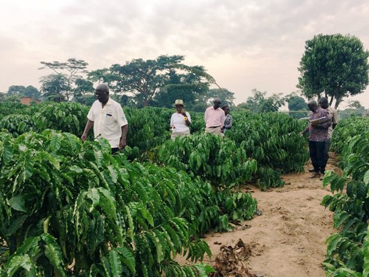 Coffee Farming